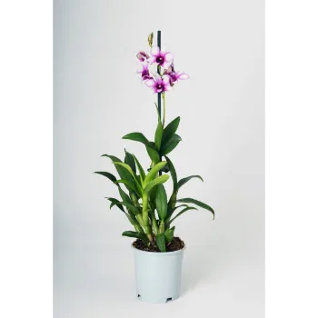Pink Plumeria Plant